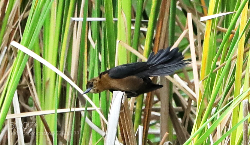 Canon EOS-1D X Mark II sample photo. 04-15-18-0012675.jpg photography