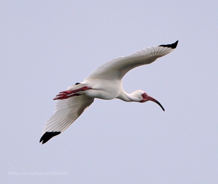 Canon EOS-1D X Mark II sample photo. 04-15-18-0012733.jpg photography