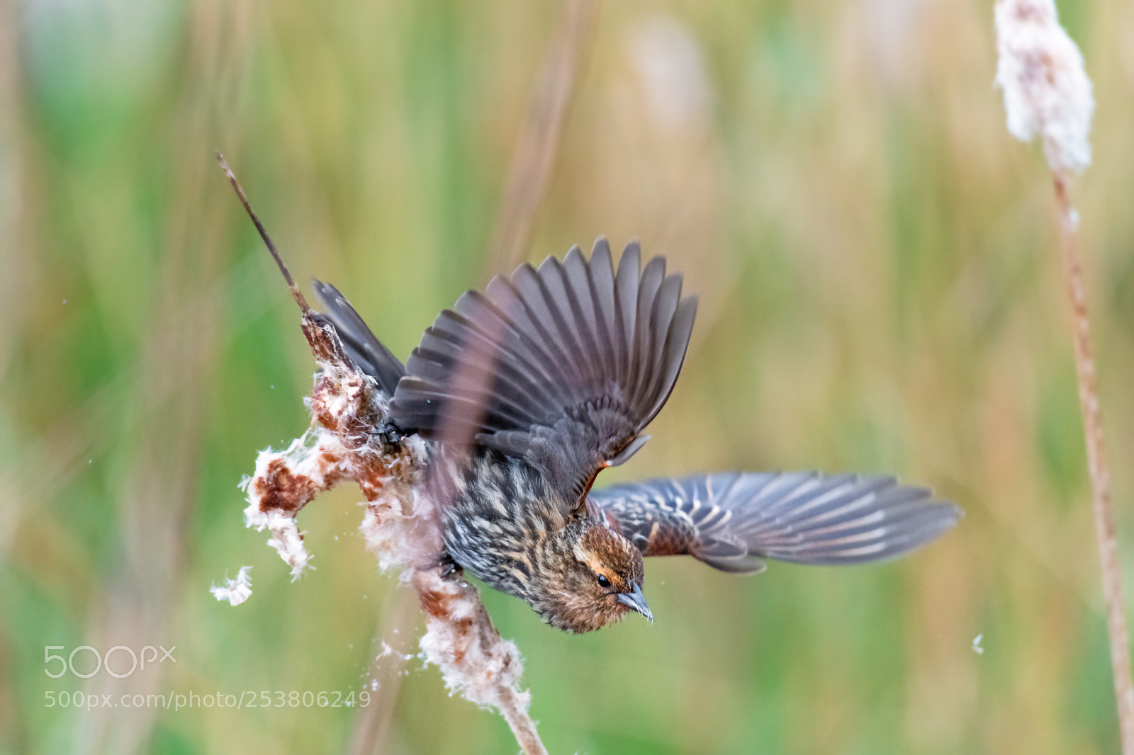 Nikon D850 sample photo. Cattail explosion photography