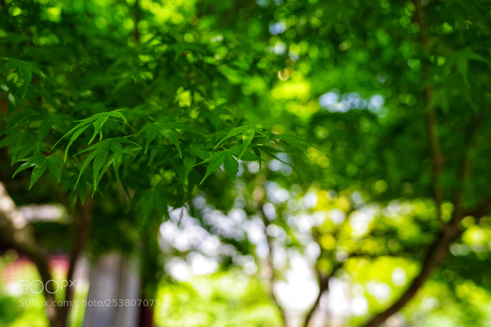 Pentax K-1 sample photo. Untitled photography