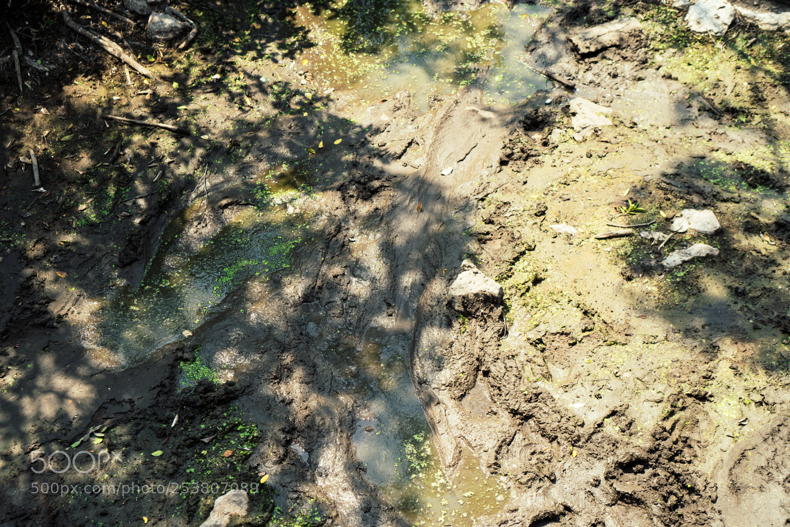 Sony a6300 sample photo. Croc tracks photography