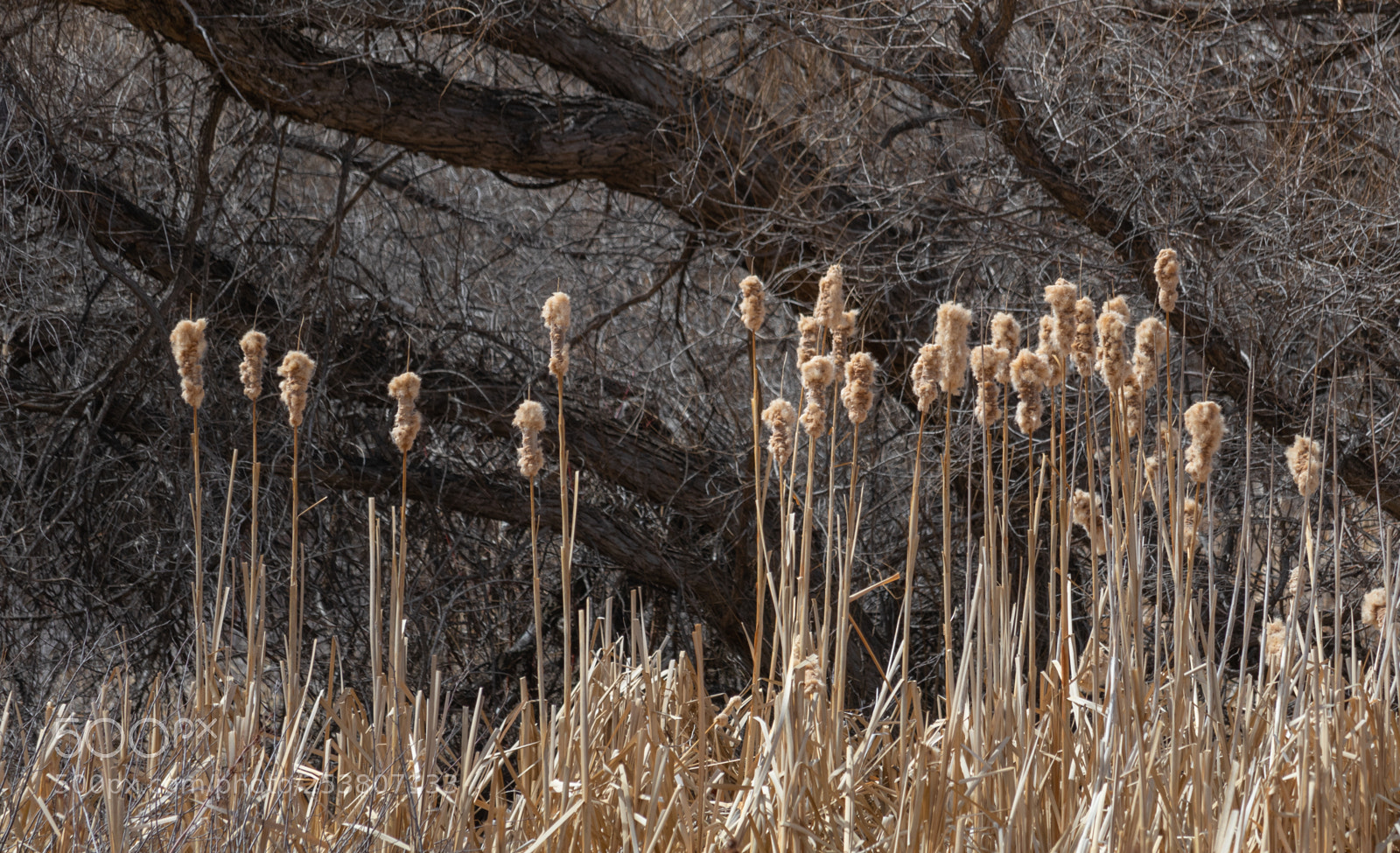 Canon EOS 80D sample photo. Cattails photography