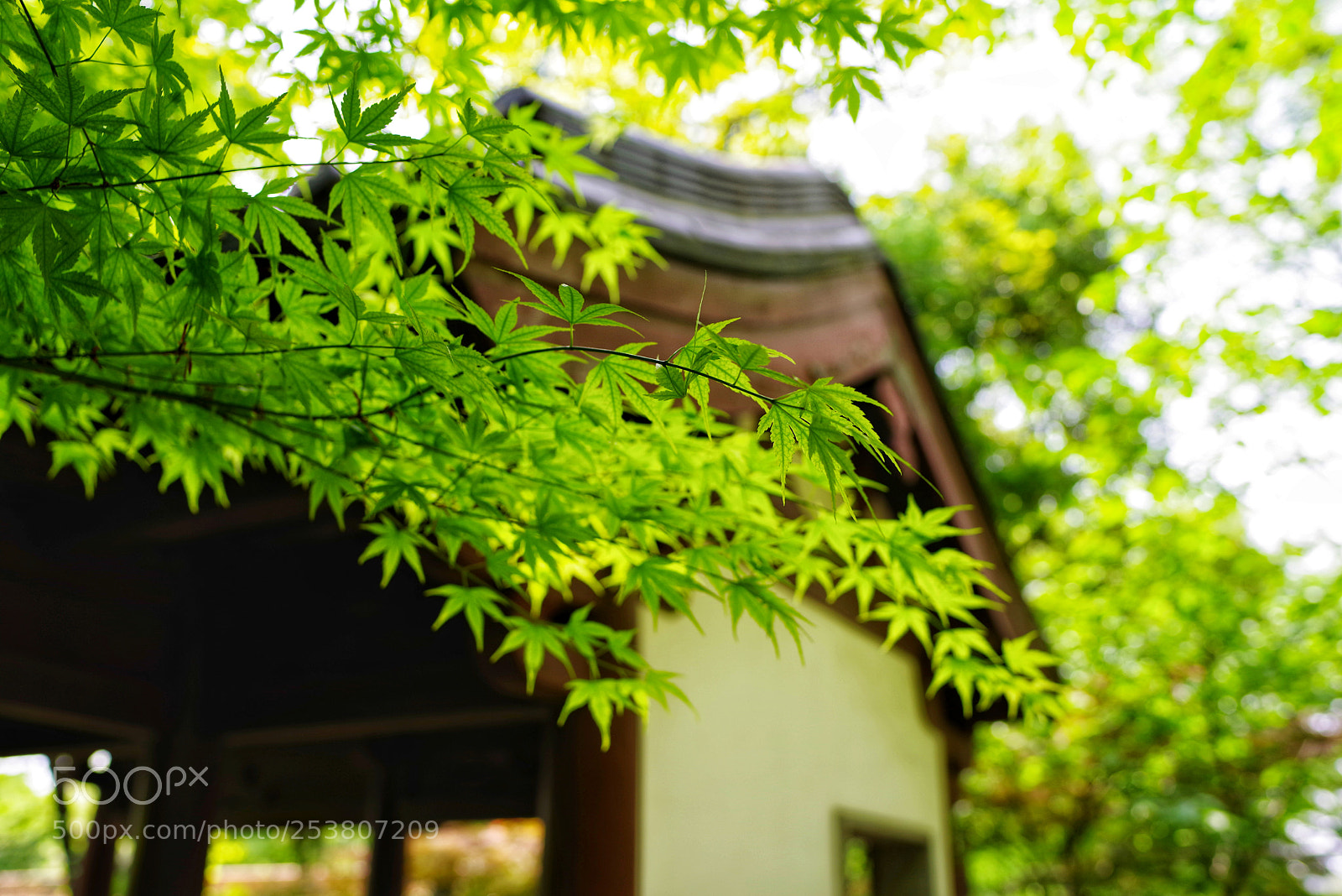 Pentax K-1 sample photo. Untitled photography