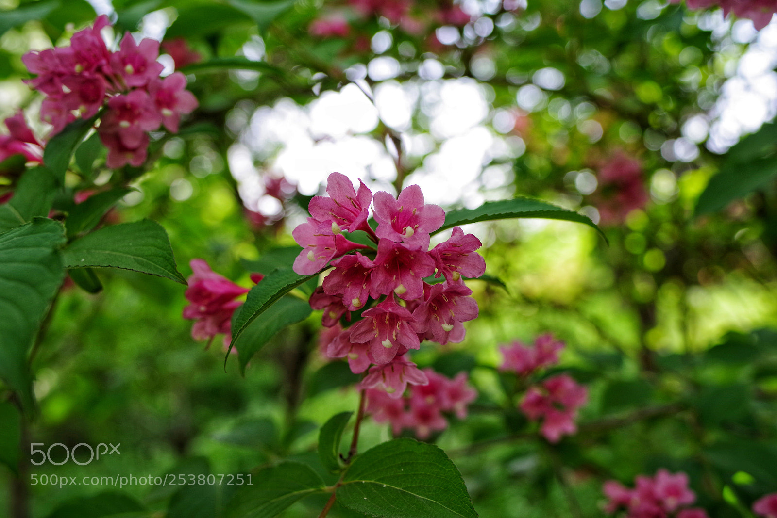Pentax K-1 sample photo. Untitled photography
