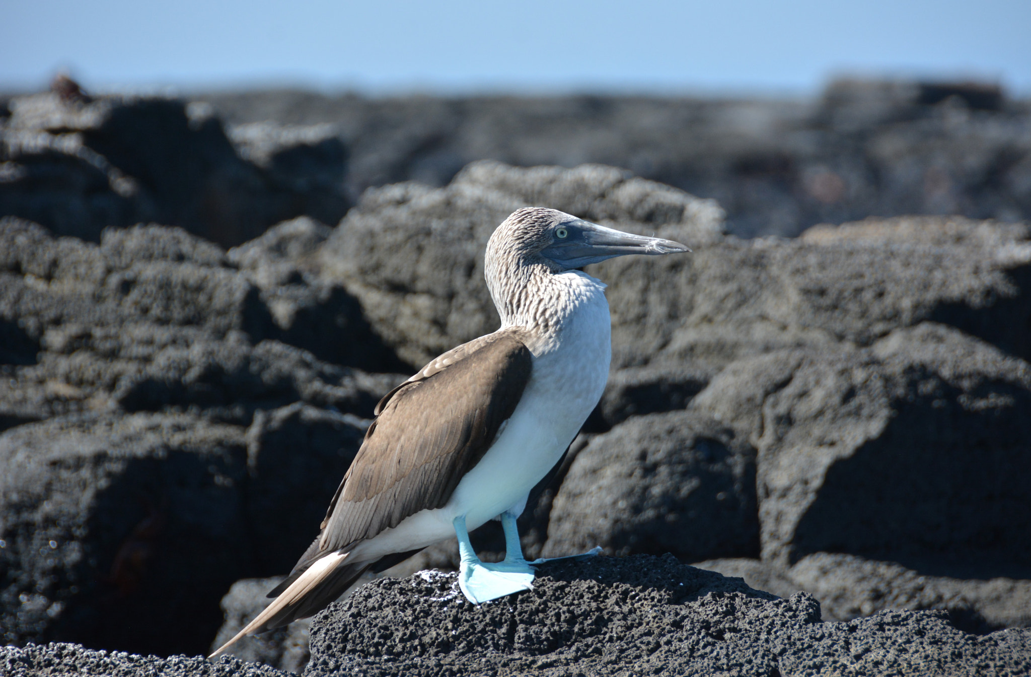 Nikon D7100 + Nikon AF-S DX Nikkor 18-200mm F3.5-5.6G ED VR II sample photo. Blue footed booby photography