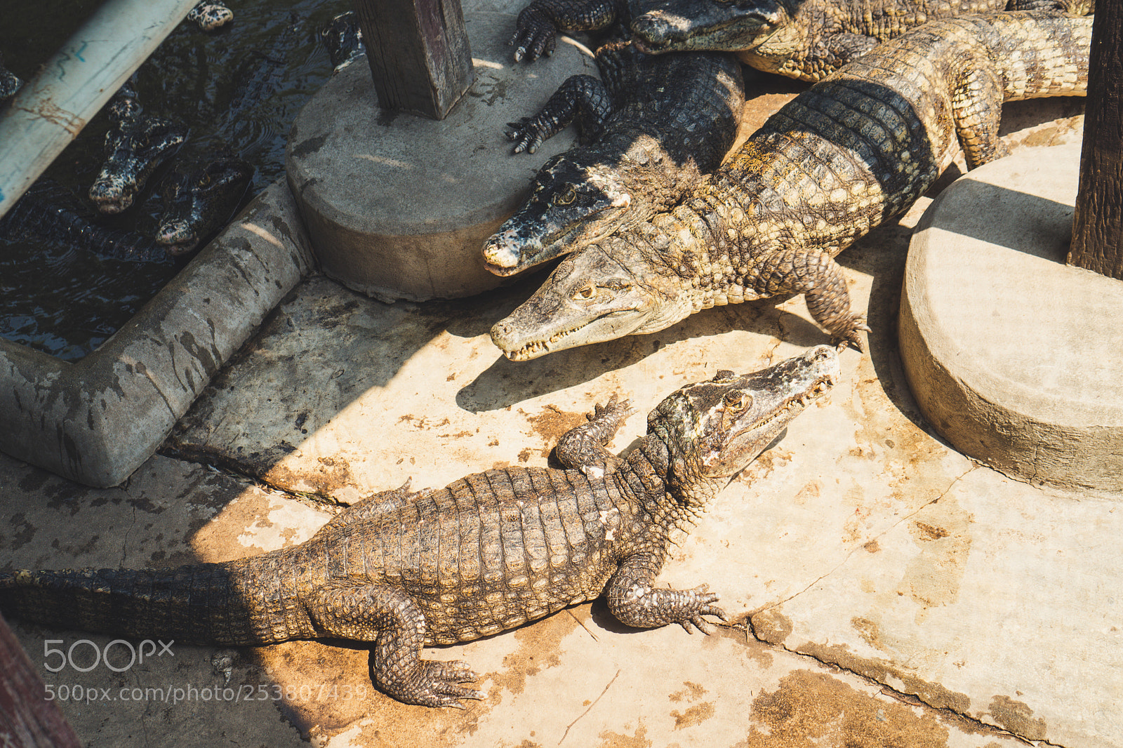 Sony a6300 sample photo. Crocs photography