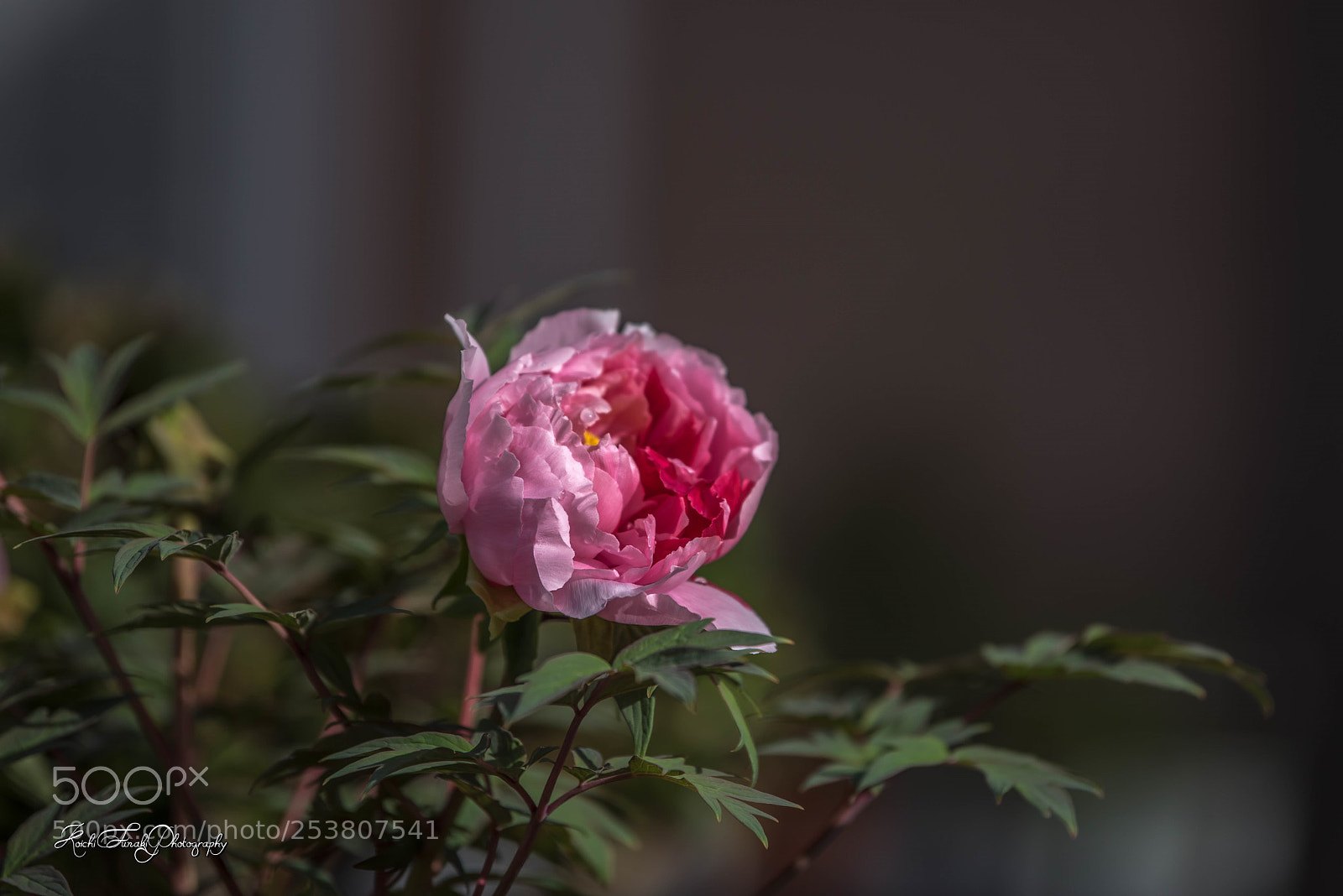 Nikon D810 sample photo. Peony flowers bloomed photography