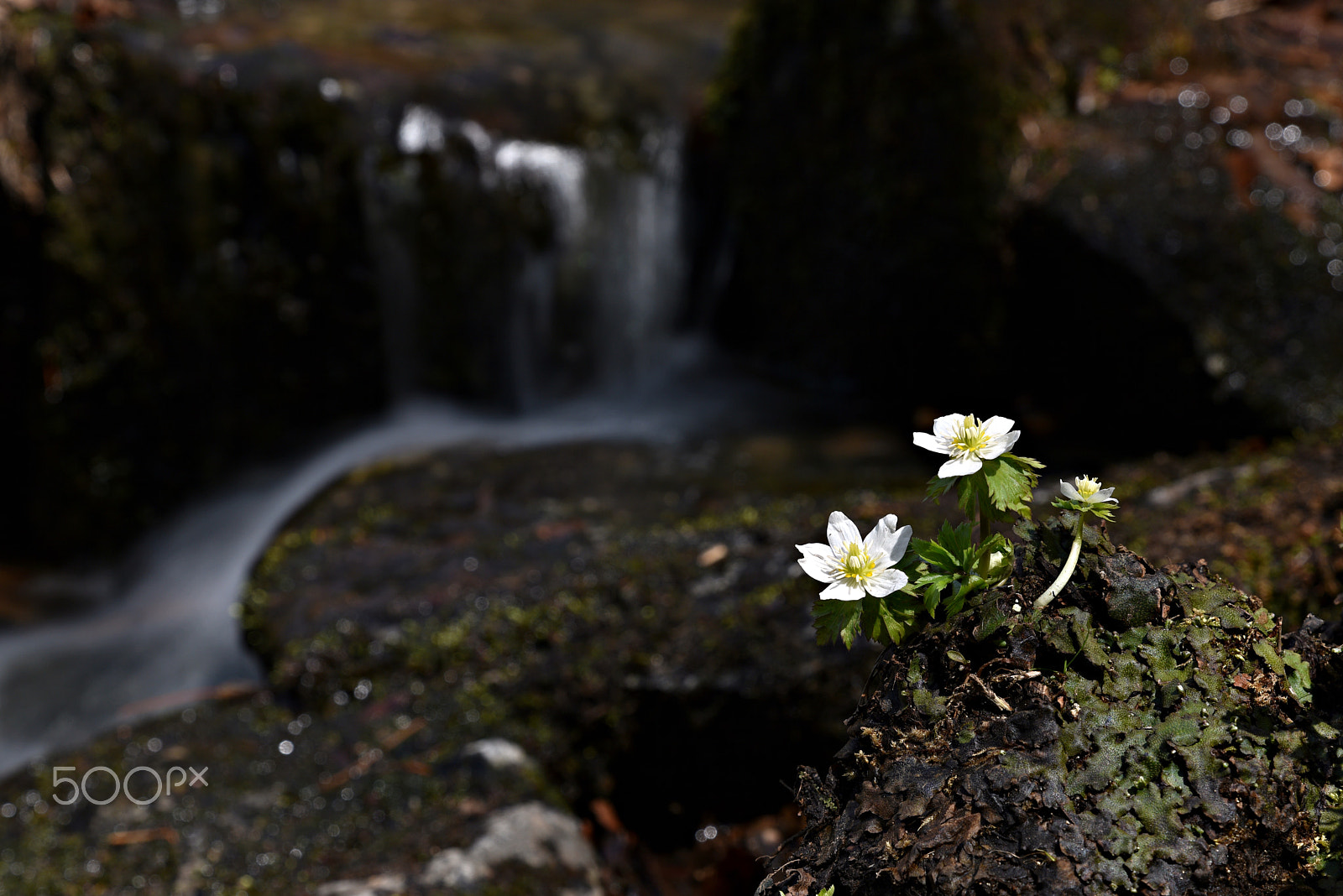 Nikon D810 + Tamron SP 24-70mm F2.8 Di VC USD sample photo. Wildflowers(megaleranthis saniculifolia) photography