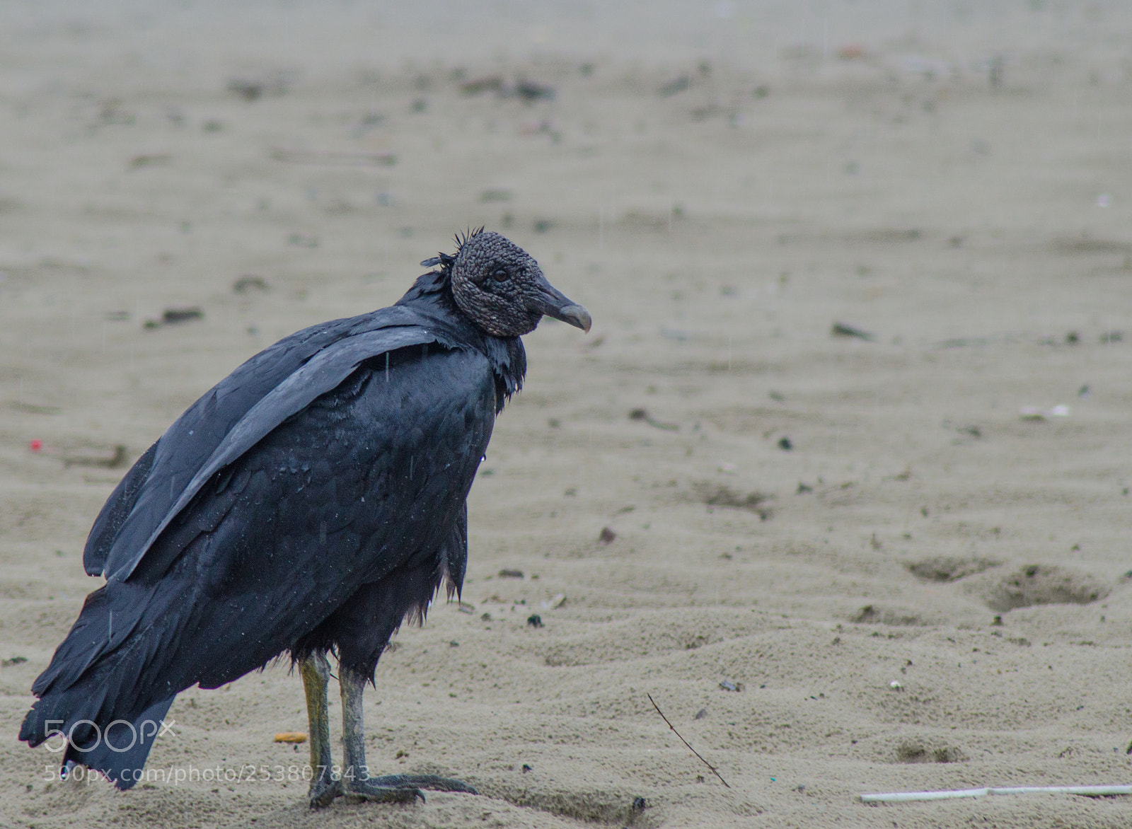 Nikon D7000 sample photo. Vulture photography