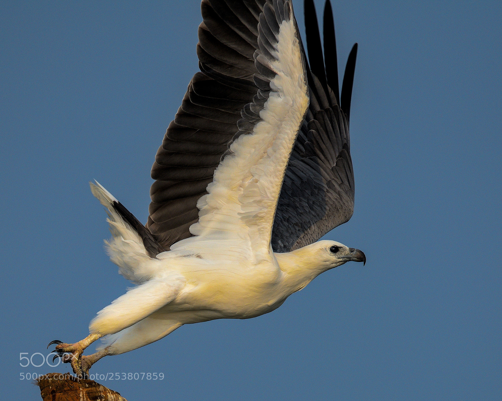 Nikon D810 sample photo. White bellied sea eagle photography