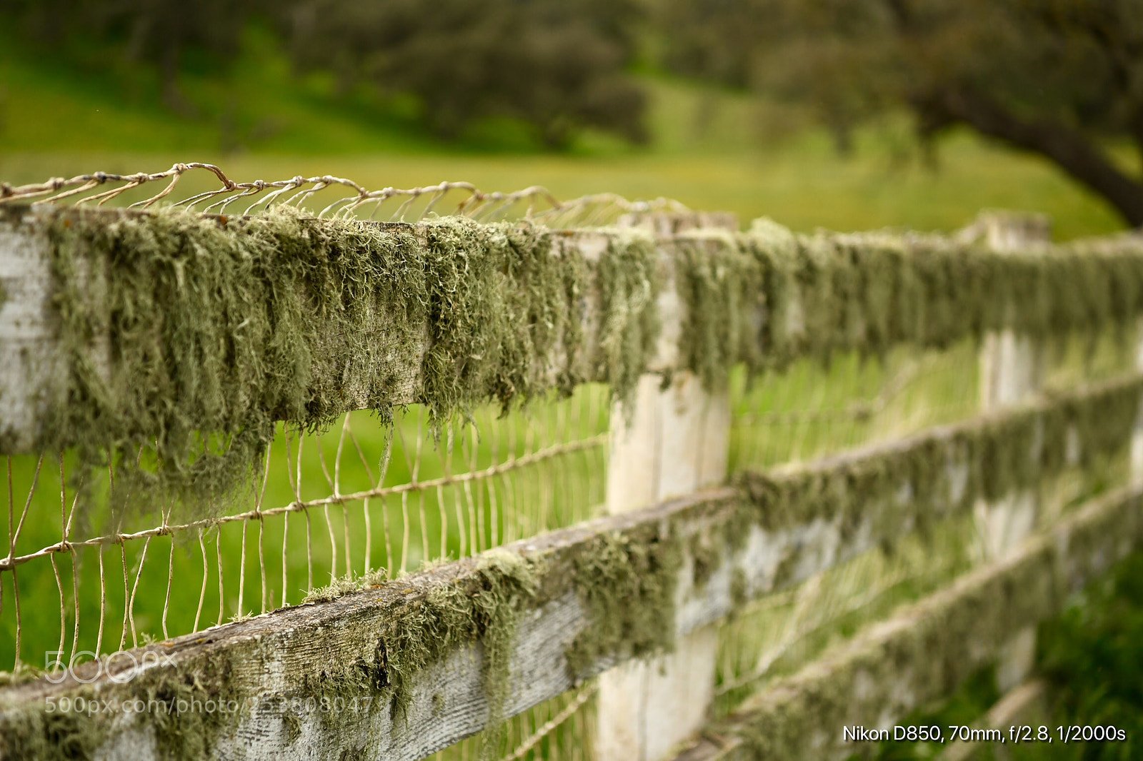 Nikon D850 sample photo. Spanish moss  photography