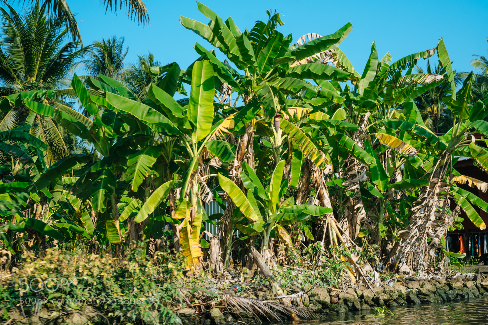 Sony a6300 sample photo. Jungle plants photography