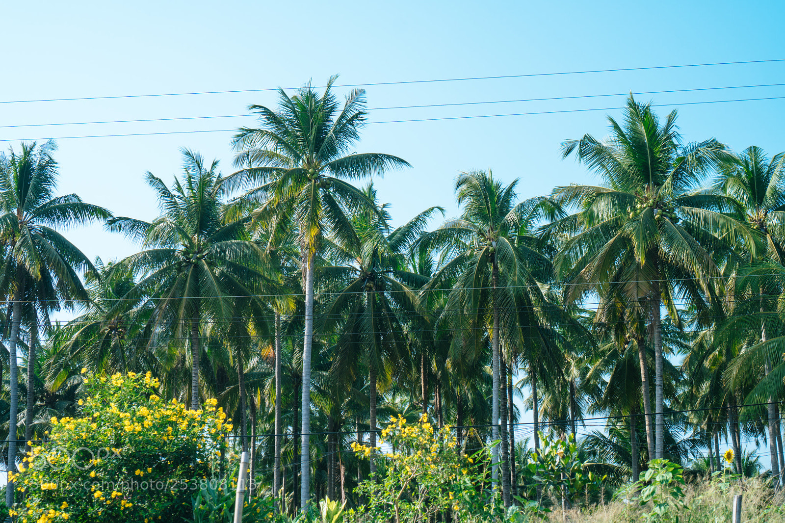 Sony a6300 sample photo. Jungles photography