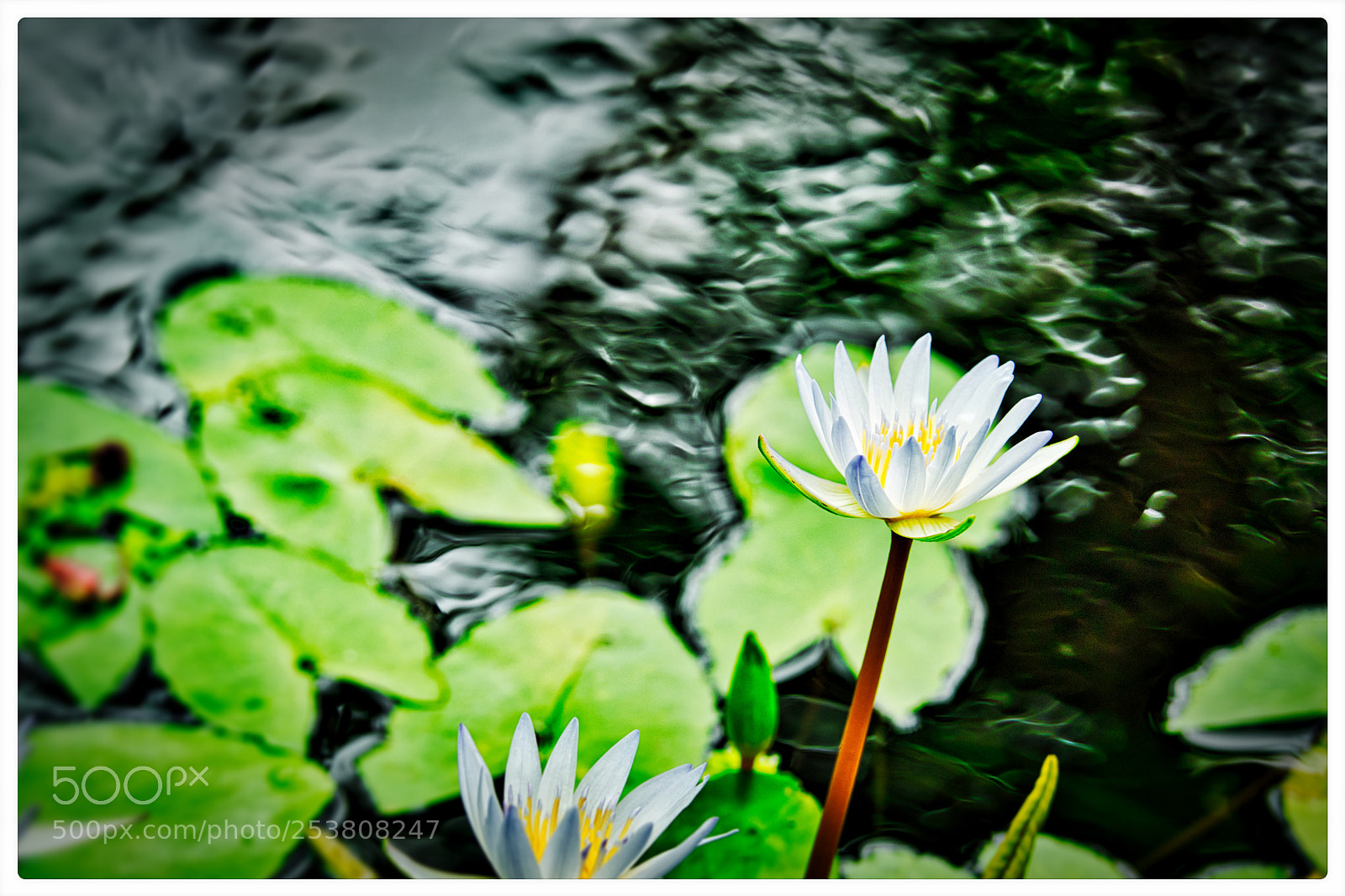 Nikon D500 sample photo. Nature glistens photography