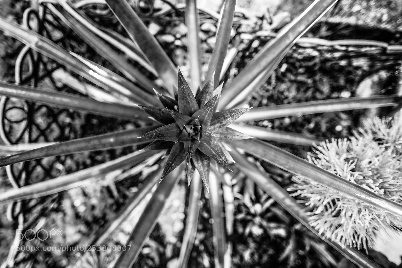 Nikon D600 sample photo. Projet 52: 14/52 photography