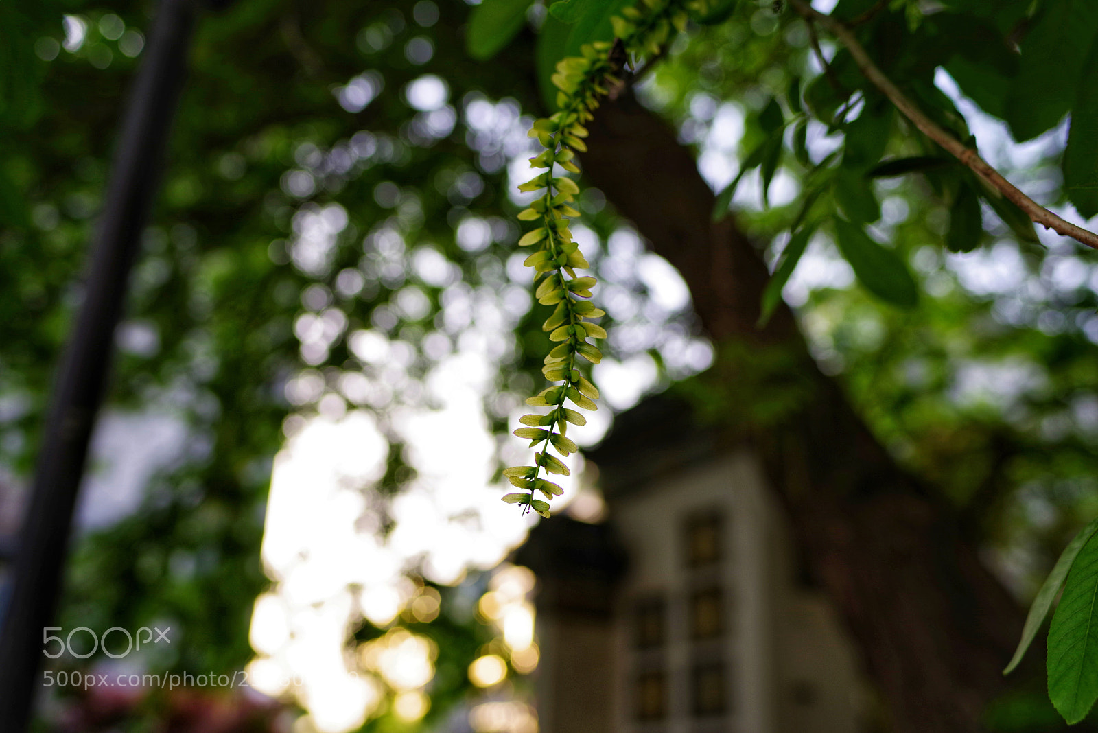 Pentax K-1 sample photo. Untitled photography