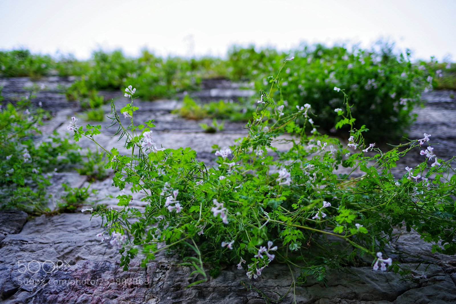Pentax K-1 sample photo. Untitled photography