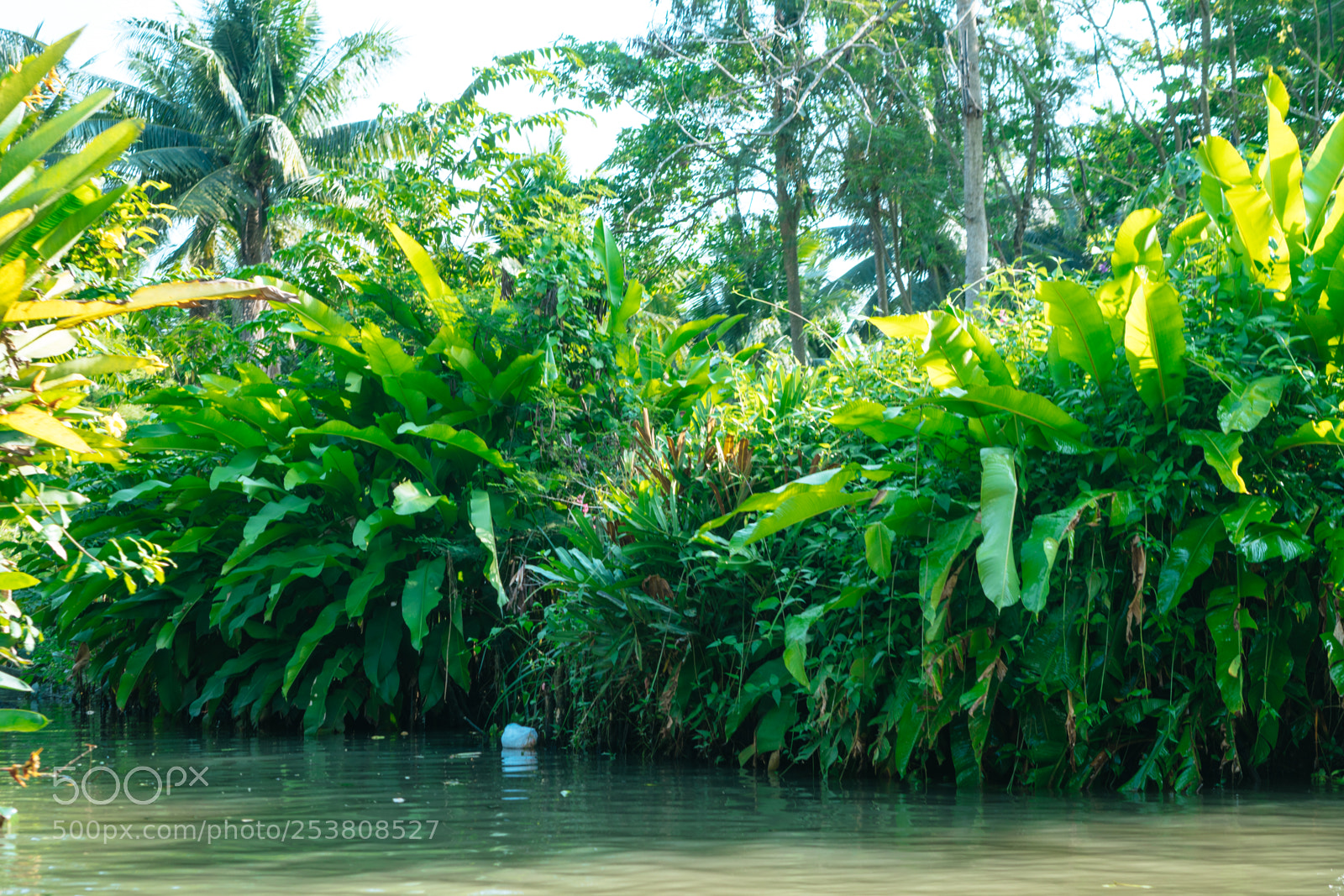 Sony a6300 sample photo. Palm trees photography