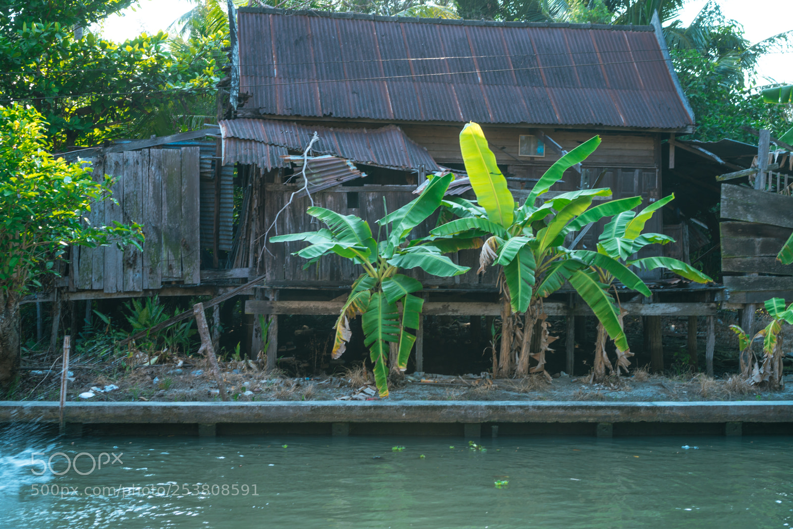 Sony a6300 sample photo. Plants by house photography