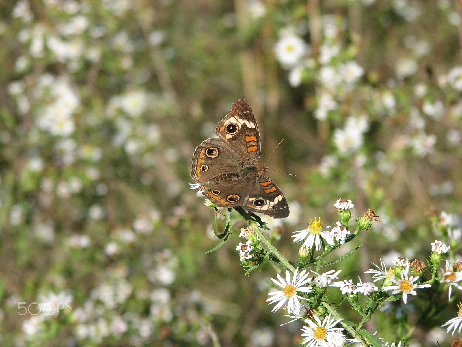 Canon POWERSHOT S3 IS sample photo. Img photography