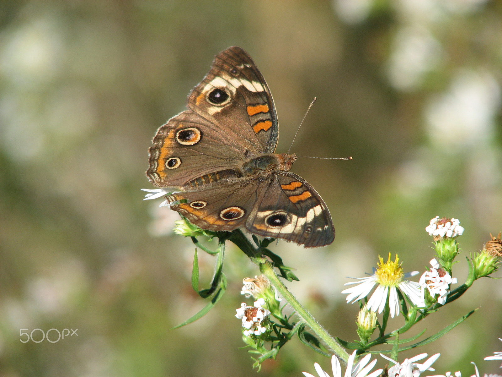 Canon POWERSHOT S3 IS sample photo. Img photography