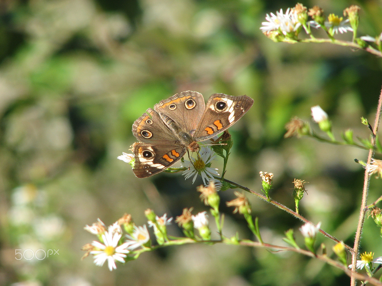 Canon POWERSHOT S3 IS sample photo. Img photography