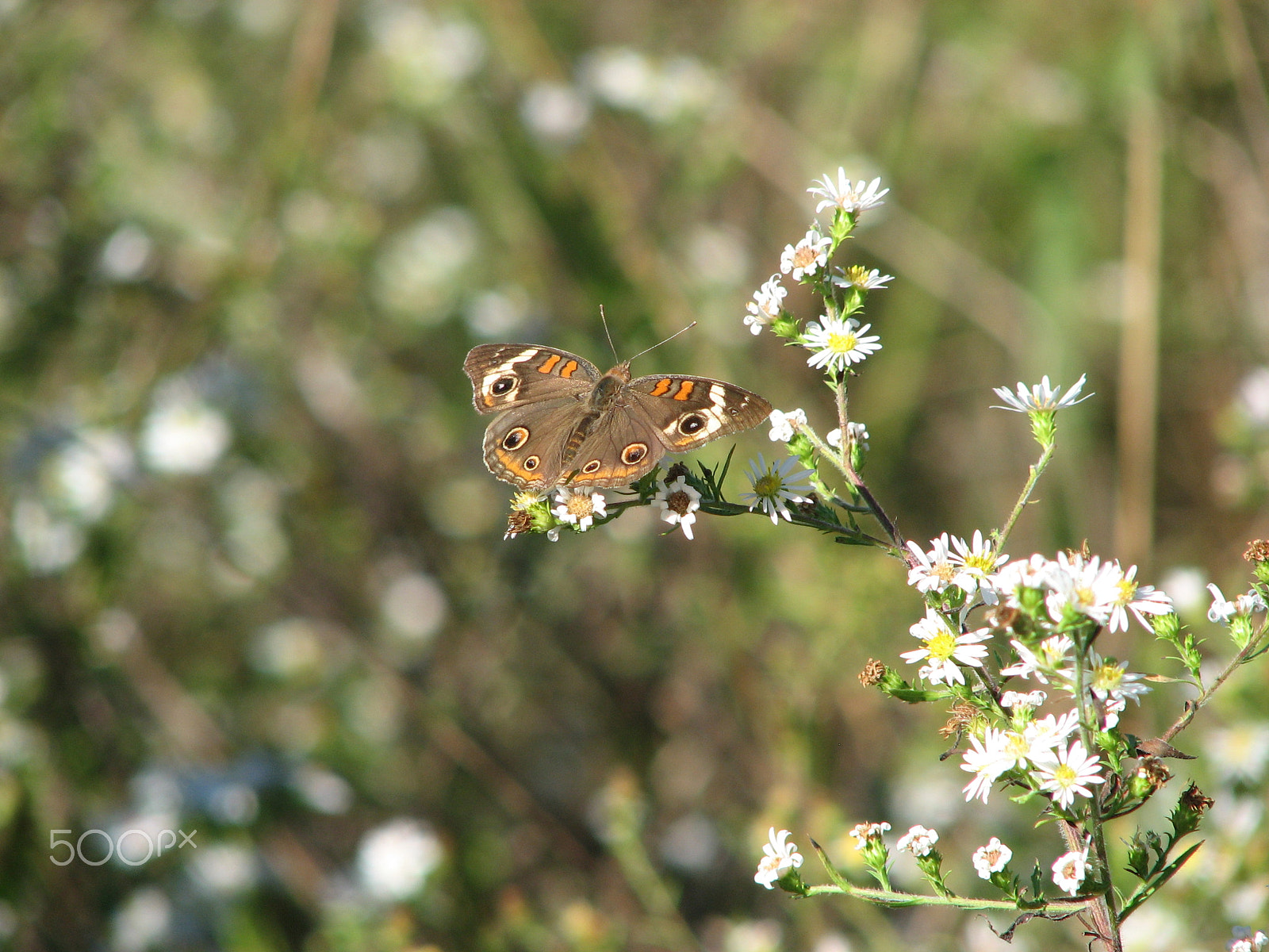 Canon POWERSHOT S3 IS sample photo. Img photography