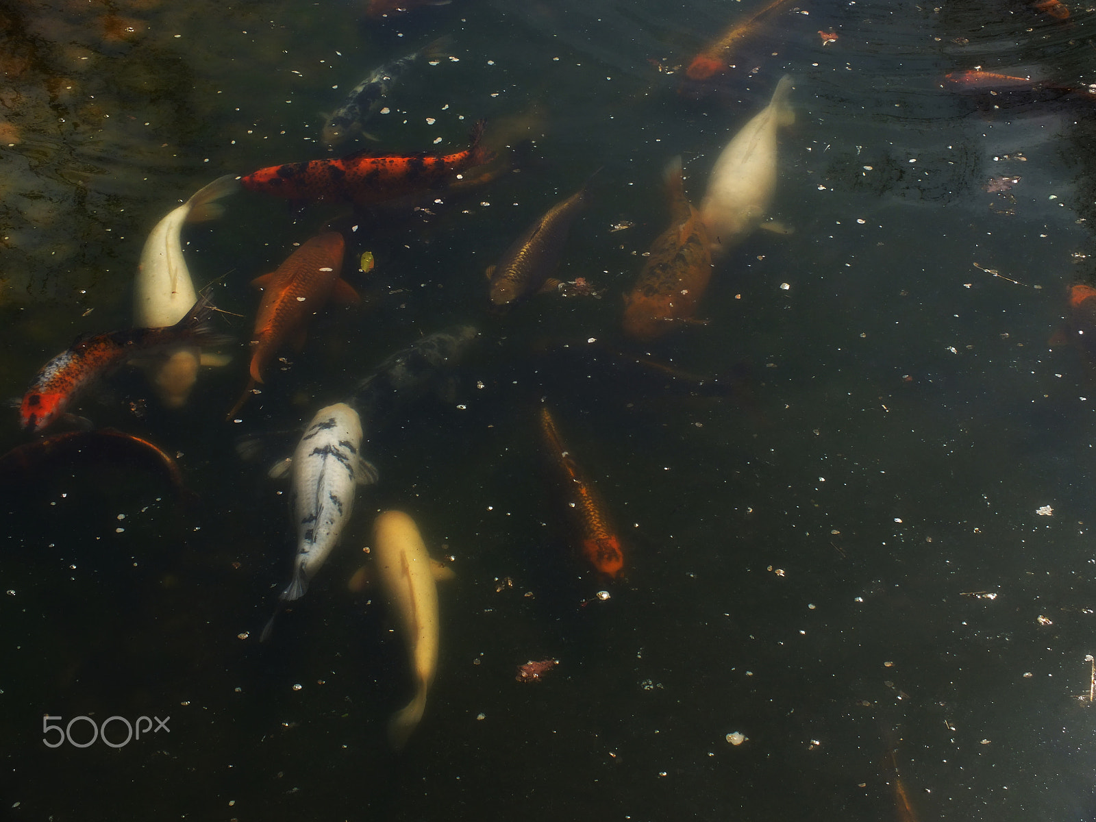 FujiFilm FinePix HS20 EXR (FinePix HS22 EXR) sample photo. 🐟 🐟 🐟 photography