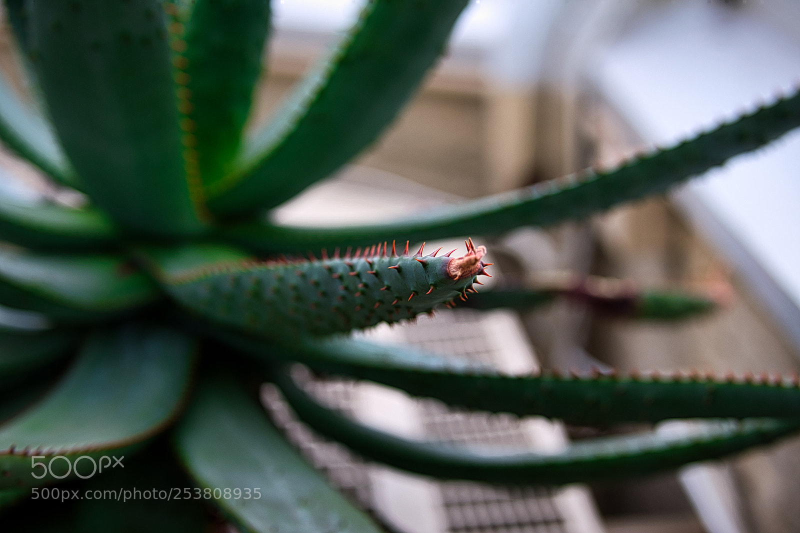 Nikon D500 sample photo. Otherwordly photography