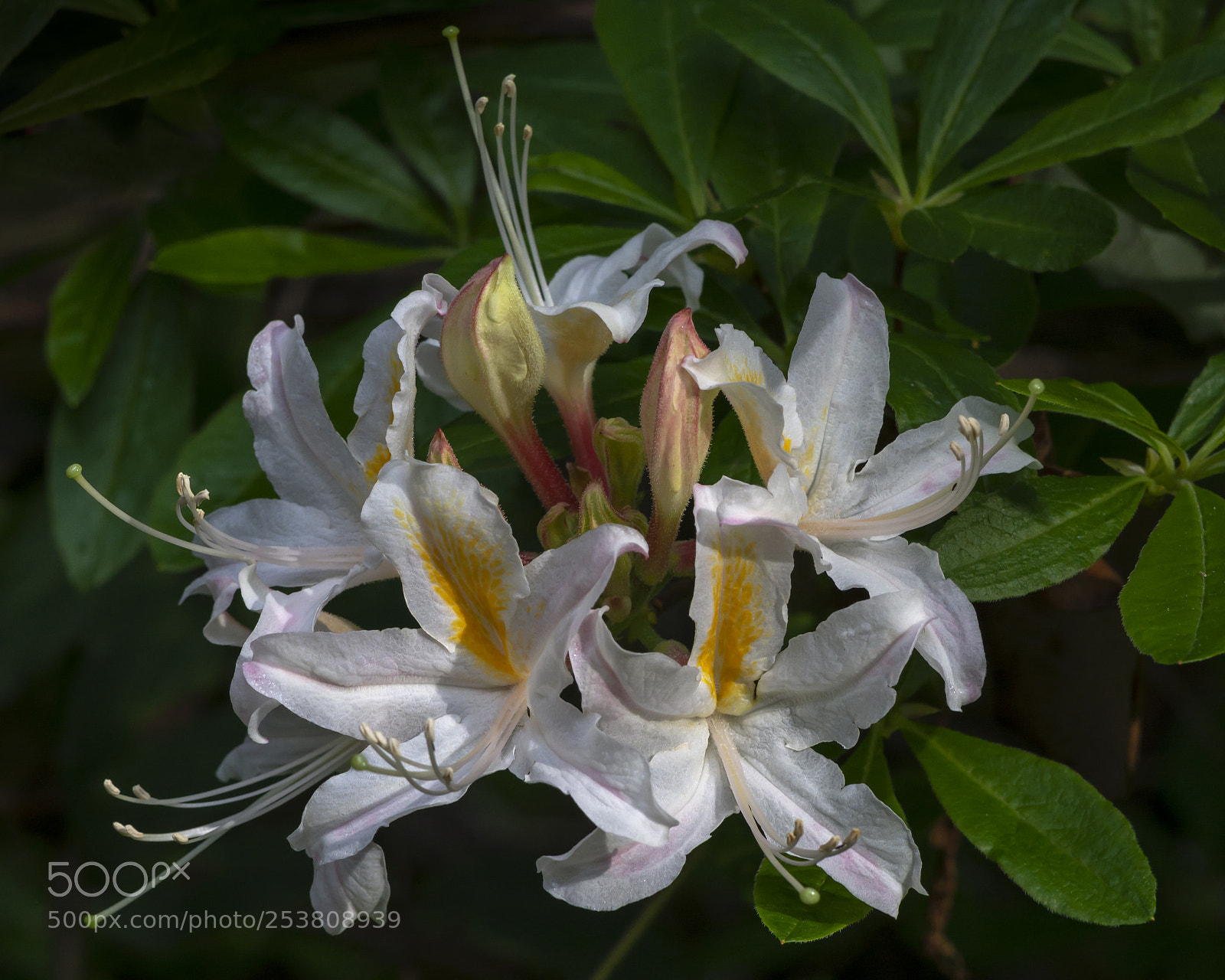 Nikon D7100 sample photo. Western azalea photography
