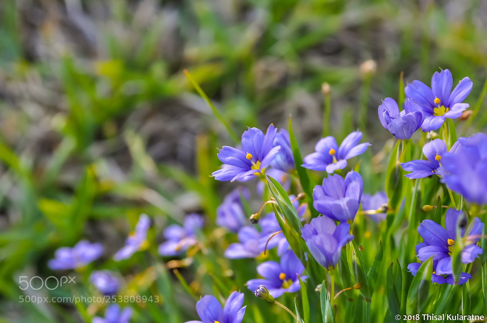 Nikon D5000 sample photo. Western blue-eyes grass in photography