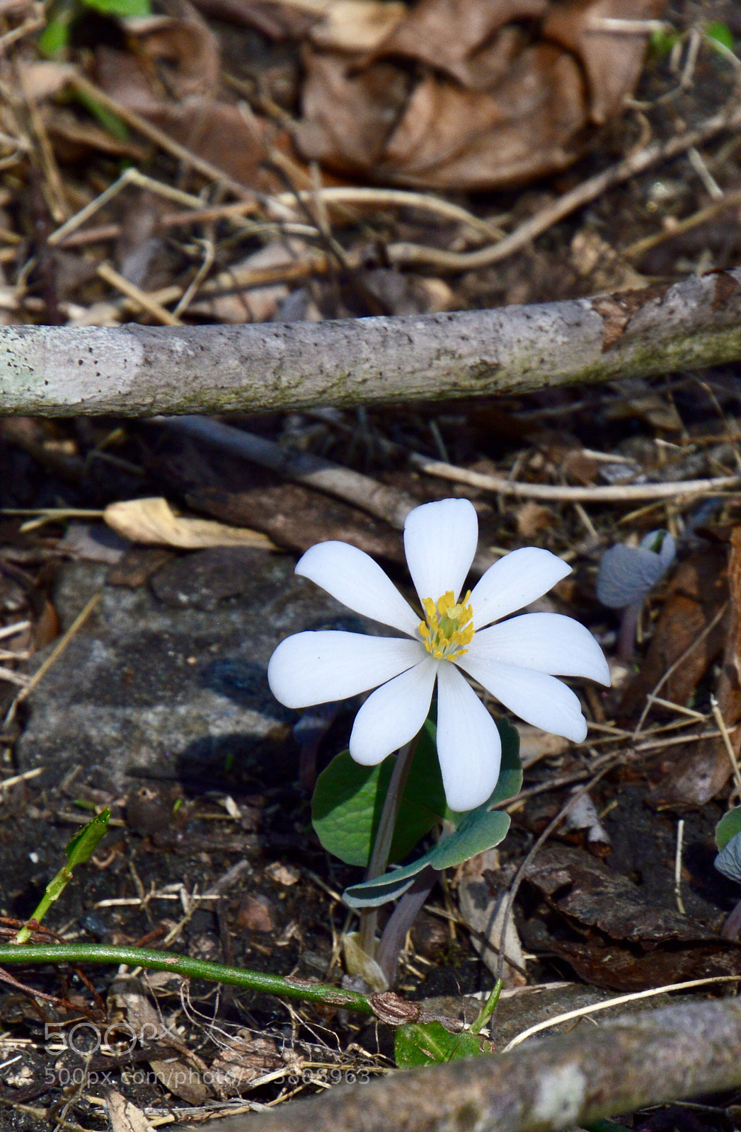 Nikon D3200 sample photo. Blood root blossom  photography