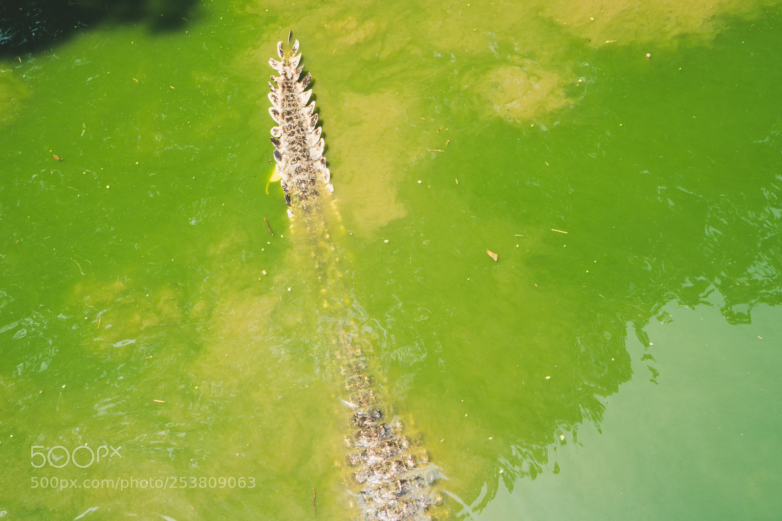 Sony a6300 sample photo. Tail photography