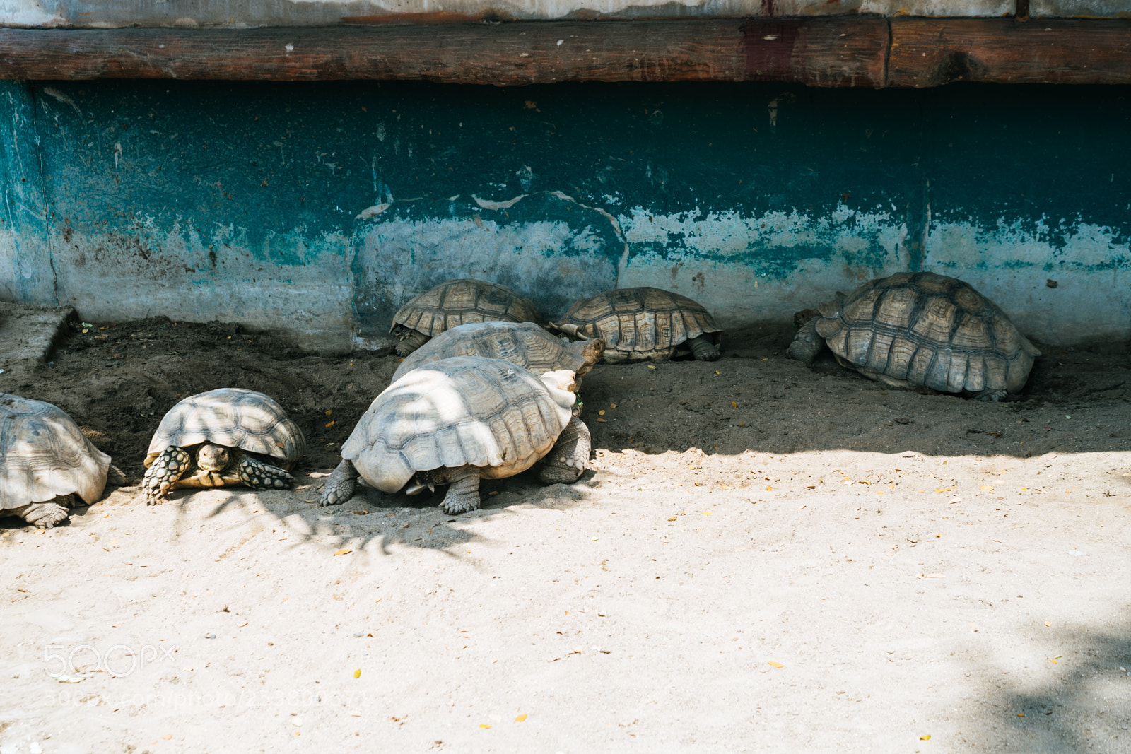 Sony a6300 sample photo. Turtles photography