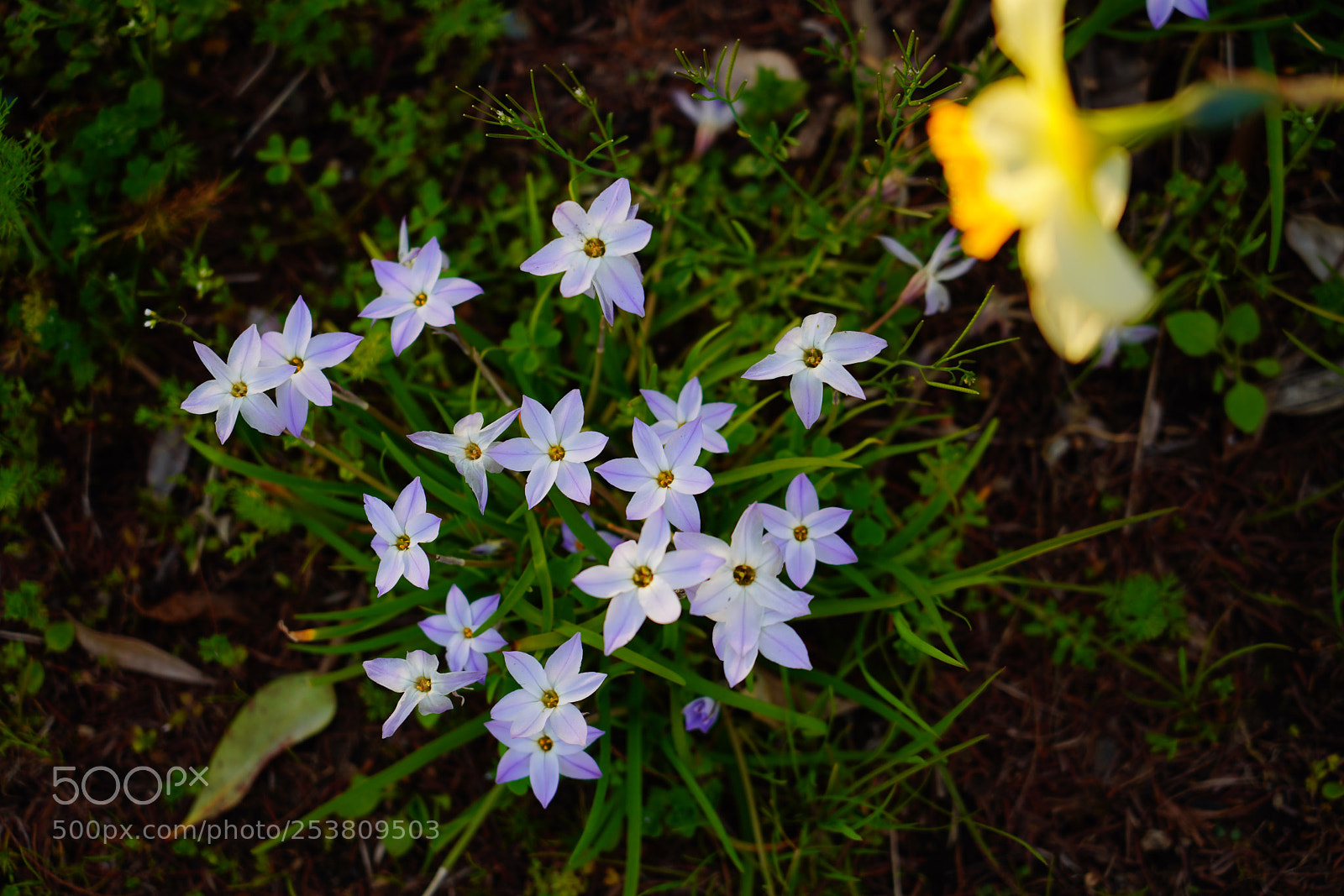 Sony a7R III sample photo. Blooming in the field photography
