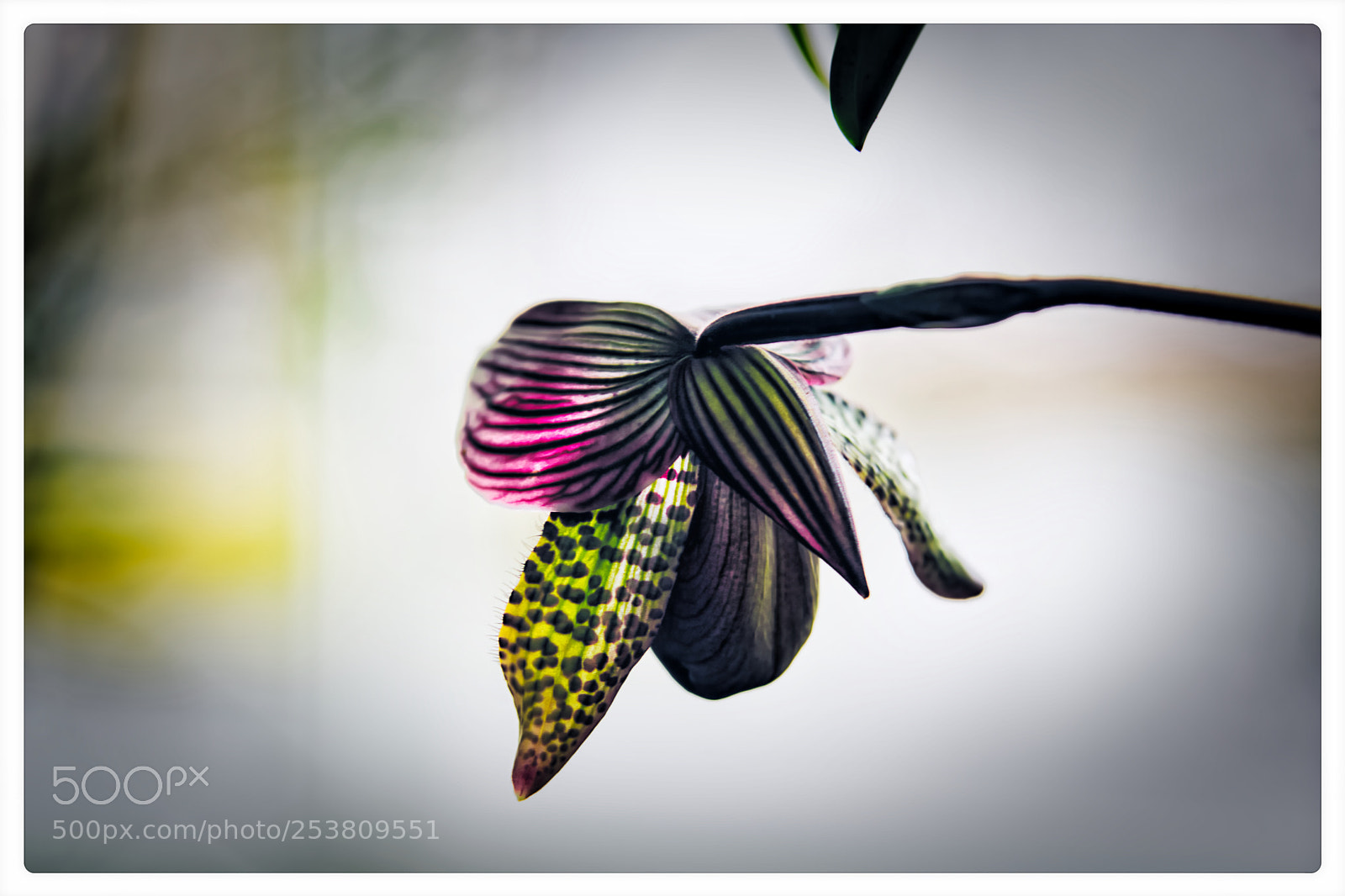 Nikon D500 sample photo. Patterns of nature photography
