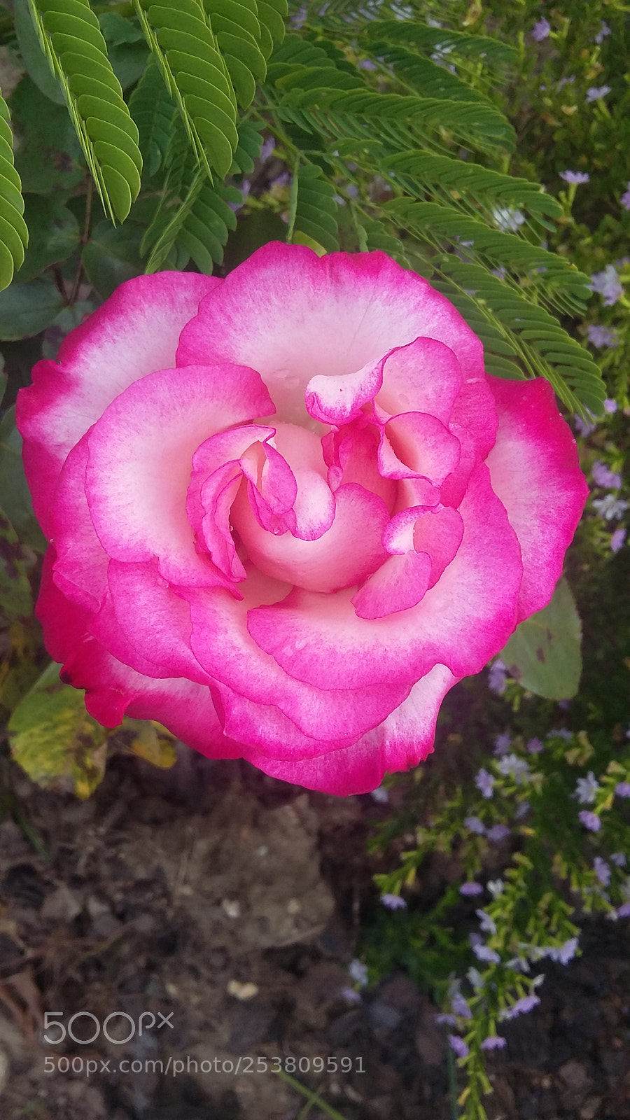 Samsung Galaxy Grand Prime sample photo. 20170919_170945.jpg photography