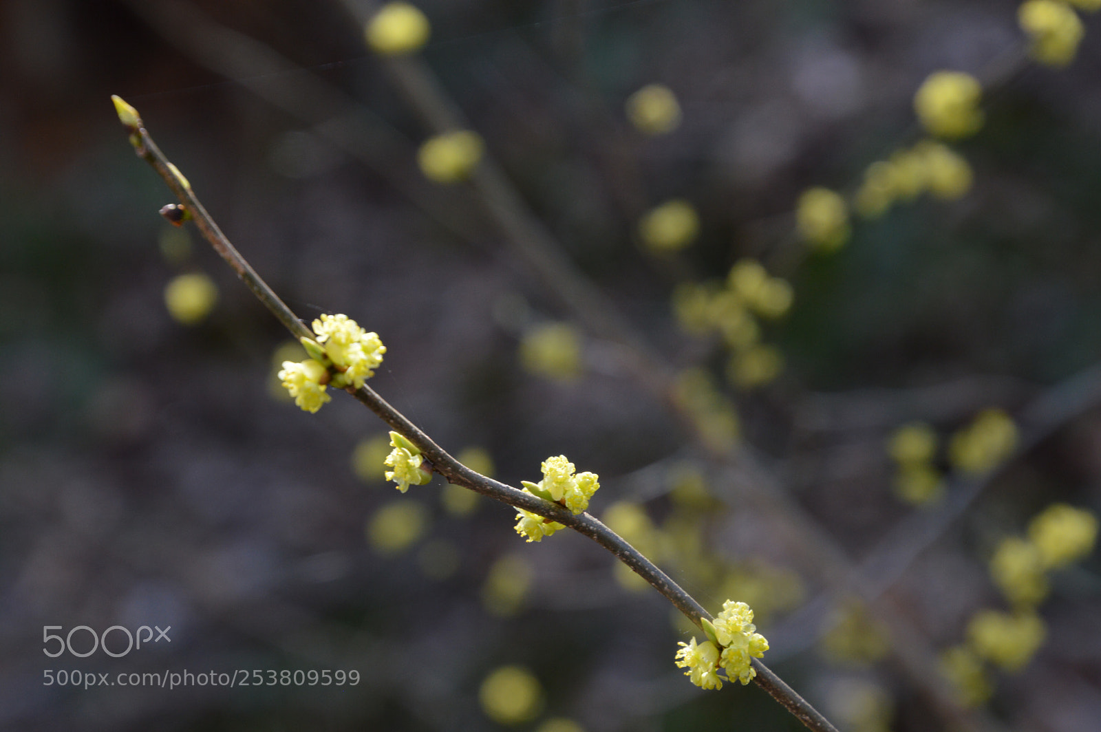 Nikon D3200 sample photo. Spring awakens photography