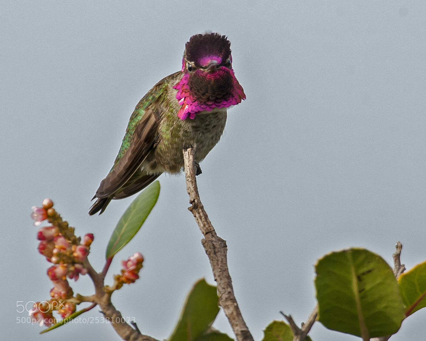 Nikon D3 sample photo. Anna's hummingbird photography