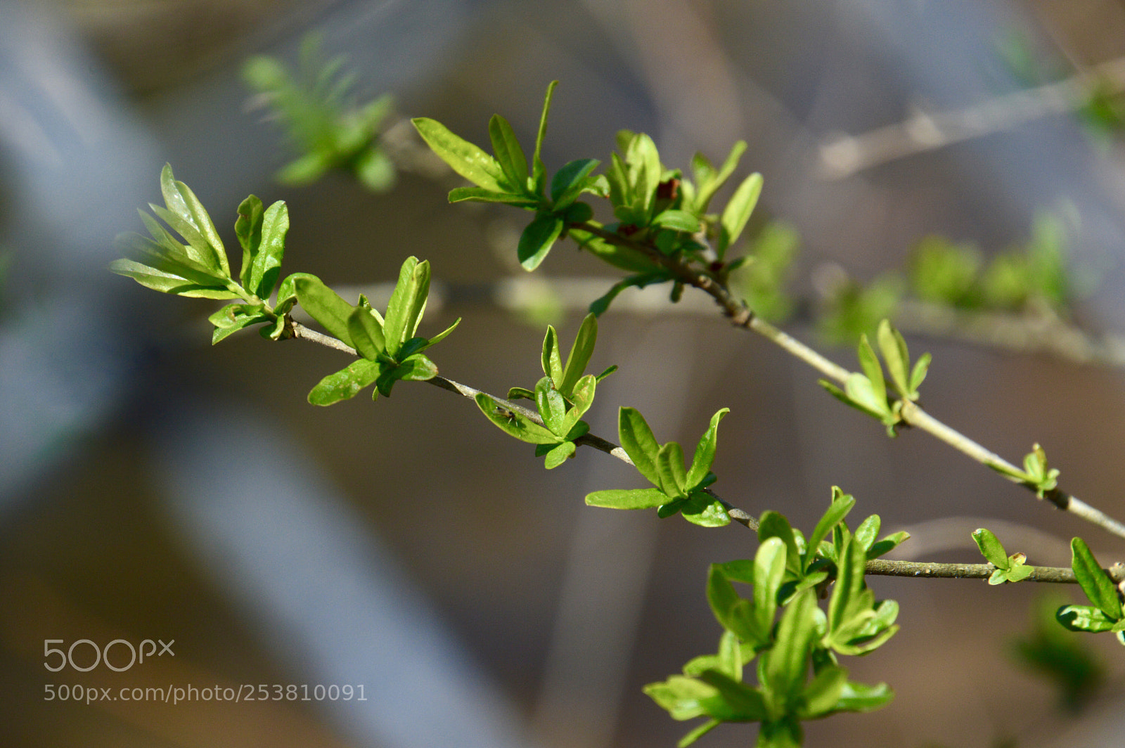 Nikon D3200 sample photo. New leaves photography