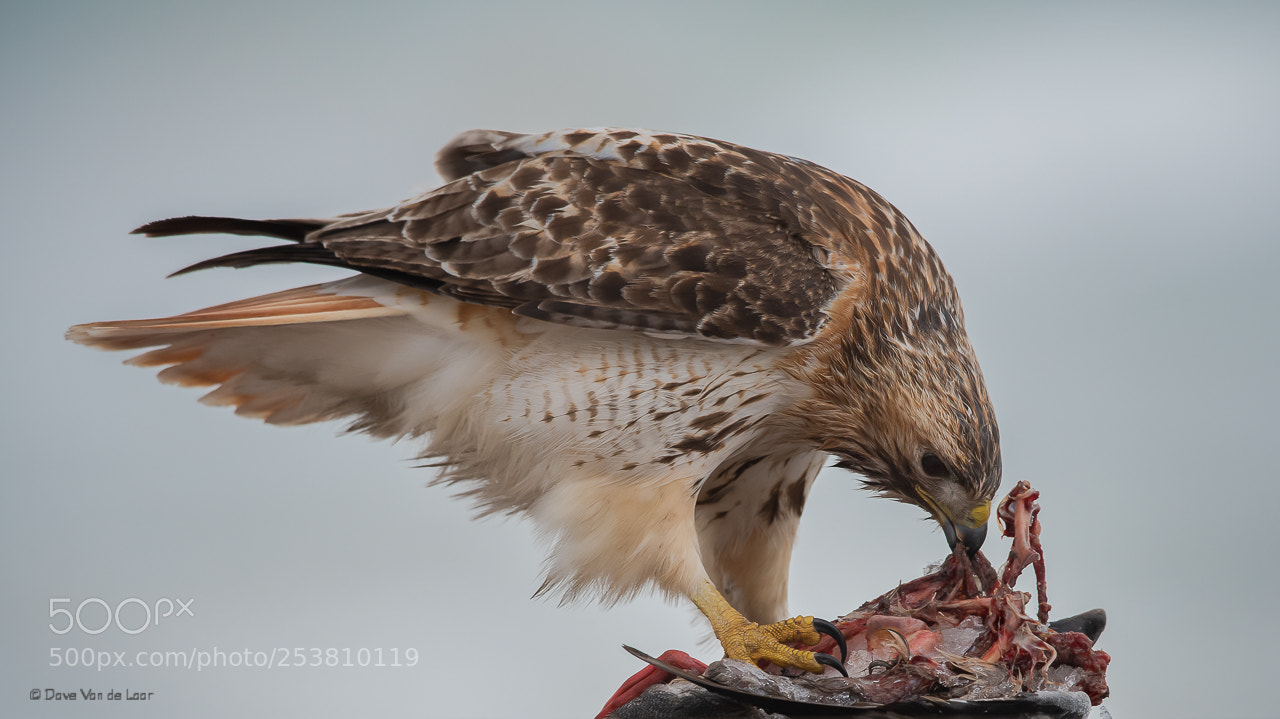 Nikon D810 sample photo. Lunch time photography