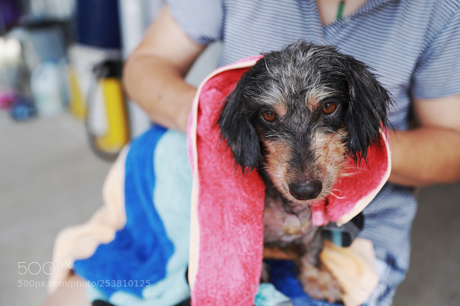 Canon EOS 6D Mark II sample photo. Having afternoon bath :-) photography