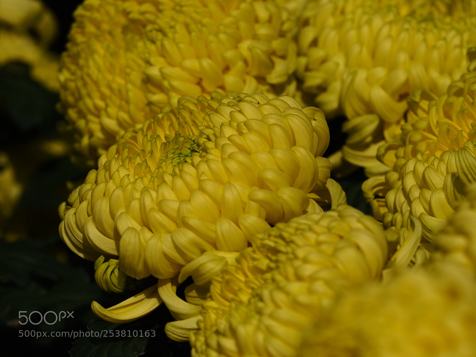 Olympus PEN-F sample photo. Flower photography