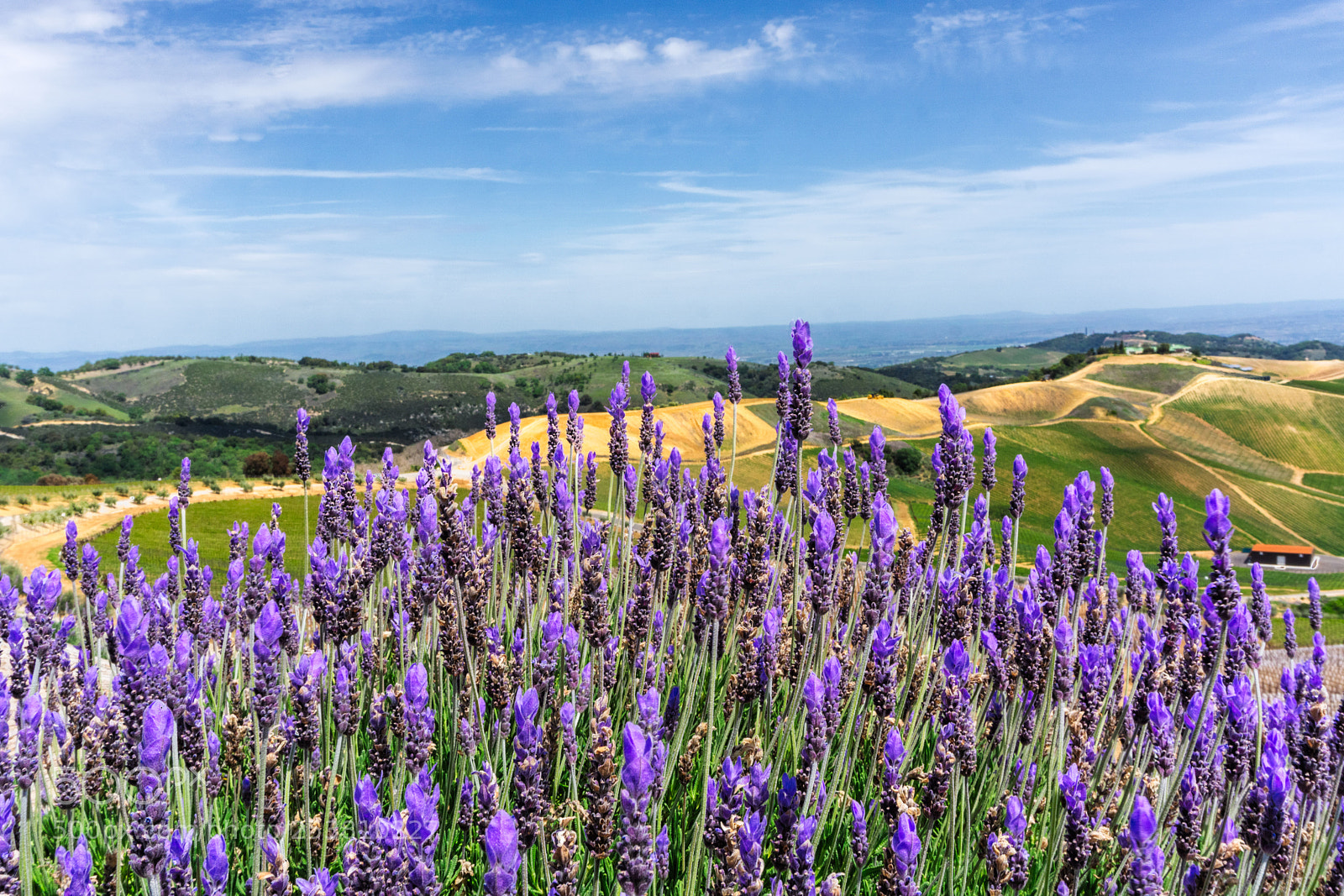 Sony a6000 sample photo. Purple vineyards photography
