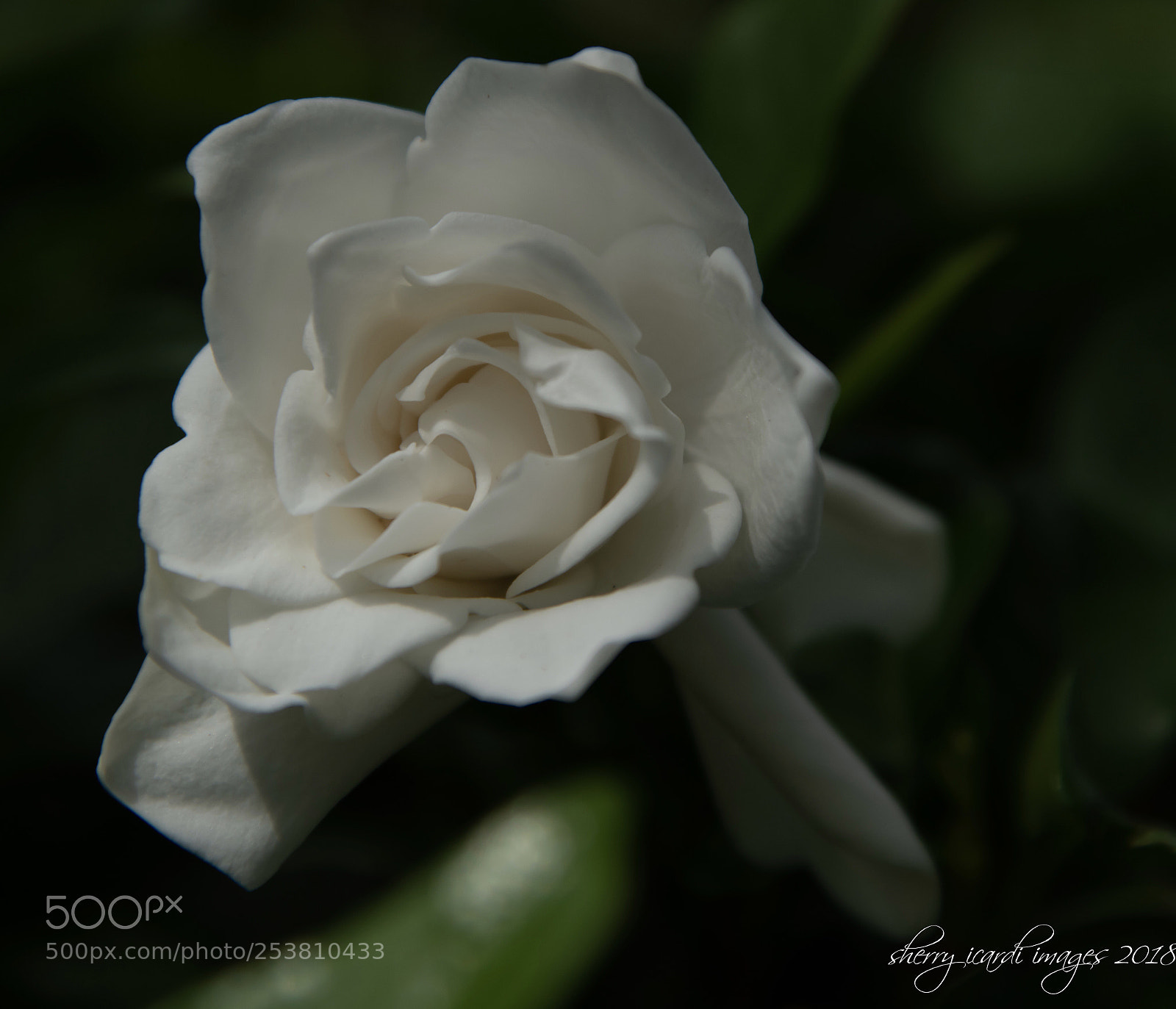 Nikon D850 sample photo. Gardenia photography