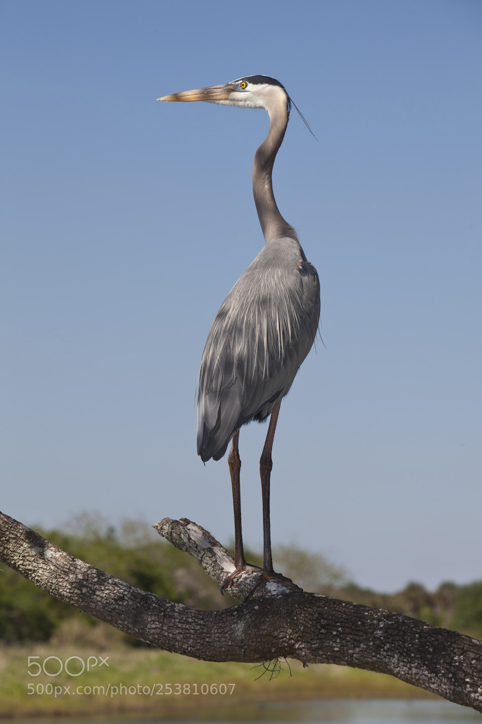 Canon EOS 5D Mark II sample photo. Heron photography