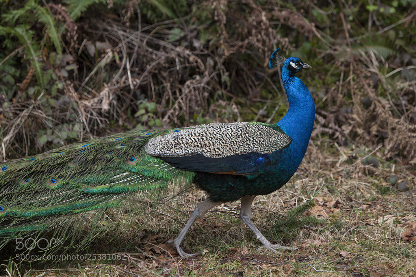 Canon EOS 5D Mark II sample photo. Peacock photography