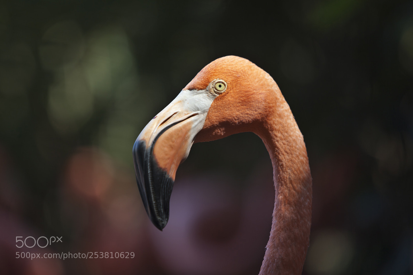 Canon EOS 5D Mark II sample photo. Flamingoes photography