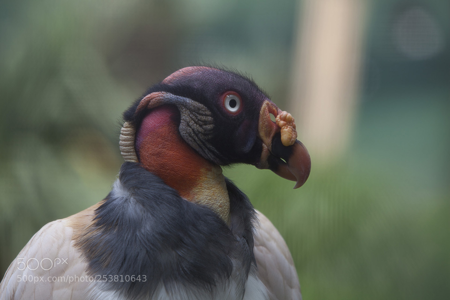 Canon EOS 5D Mark II sample photo. Vulture photography