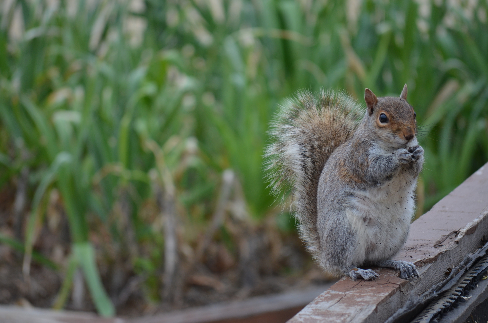 Nikon D5100 sample photo